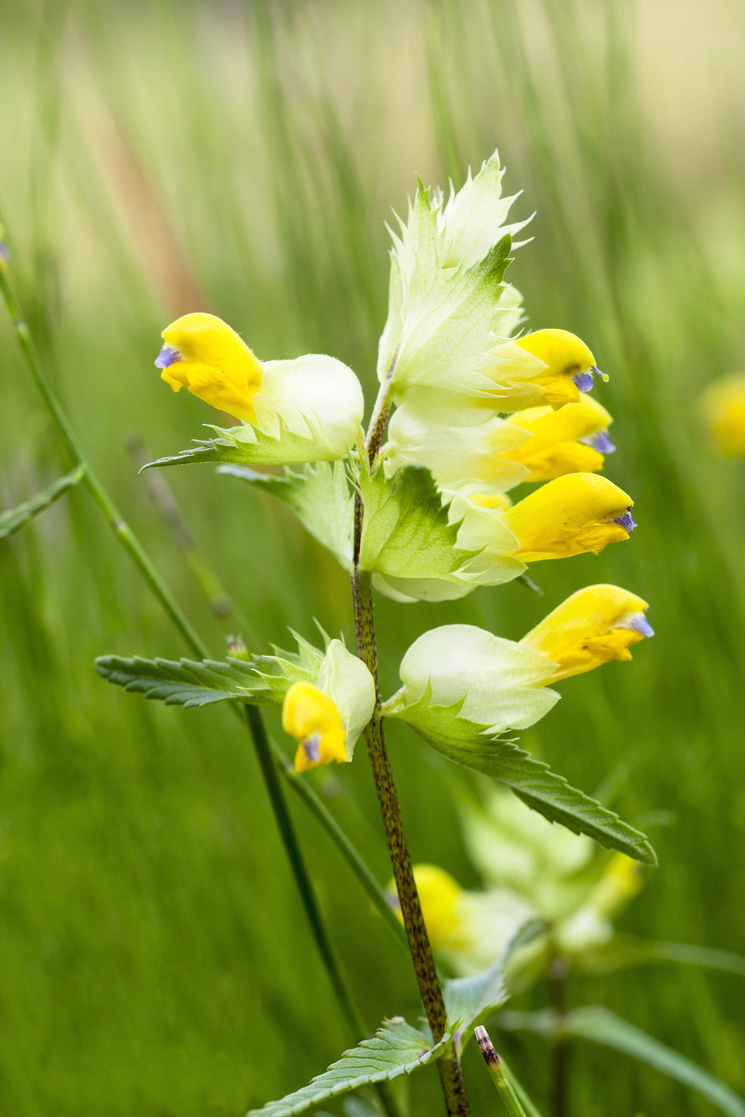 Yellow rattle