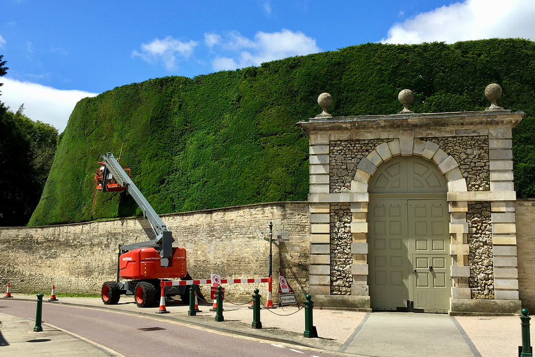 Exceptional trees - record-breaking yew hedge