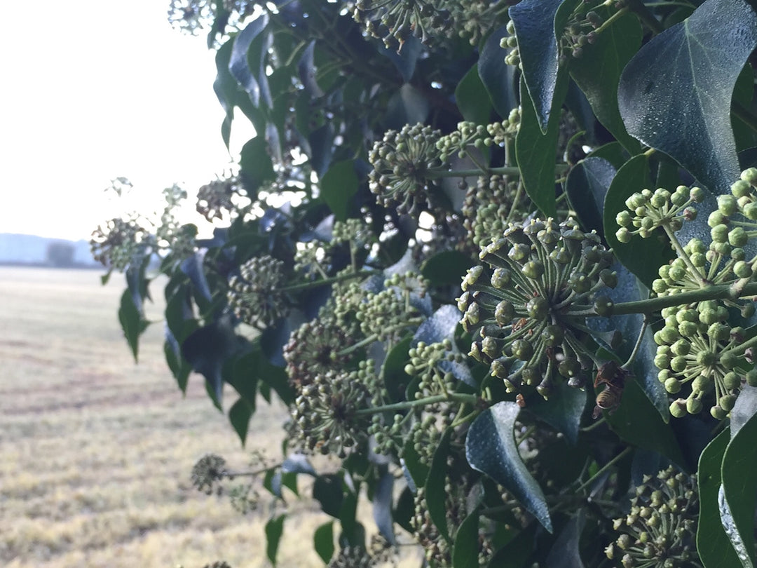 Ivy for nature